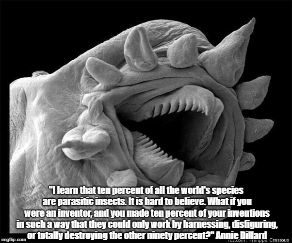 "I learn that ten percent of all the world's species are parasitic insects. It is hard to believe. What if you were an inventor, and you mad | made w/ Imgflip meme maker