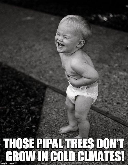 THOSE PIPAL TREES DON'T GROW IN COLD CLMATES! | made w/ Imgflip meme maker