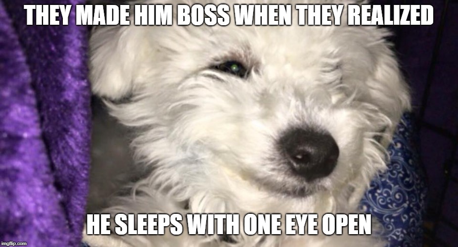 Bean the Bichon | THEY MADE HIM BOSS WHEN THEY REALIZED; HE SLEEPS WITH ONE EYE OPEN | image tagged in bean the bichon | made w/ Imgflip meme maker