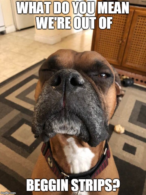 Boxer Issues... | WHAT DO YOU MEAN WE'RE OUT OF; BEGGIN STRIPS? | image tagged in skeptical boxer | made w/ Imgflip meme maker
