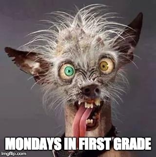 crazy chiwawa | MONDAYS IN FIRST GRADE | image tagged in crazy chiwawa | made w/ Imgflip meme maker