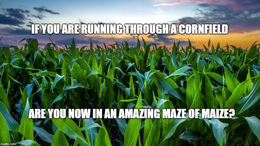 IF YOU ARE RUNNING THROUGH A CORNFIELD; ARE YOU NOW IN AN AMAZING MAZE OF MAIZE? | image tagged in pun,bad pun,corny,corn,maze | made w/ Imgflip meme maker