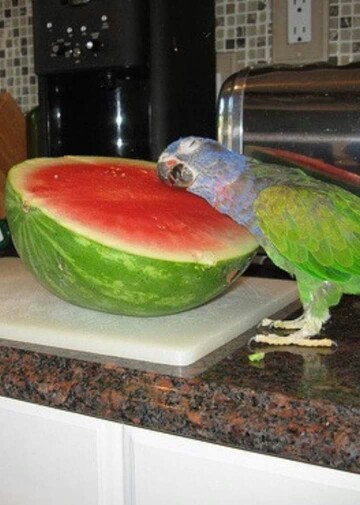 High Quality Parrot melon Blank Meme Template