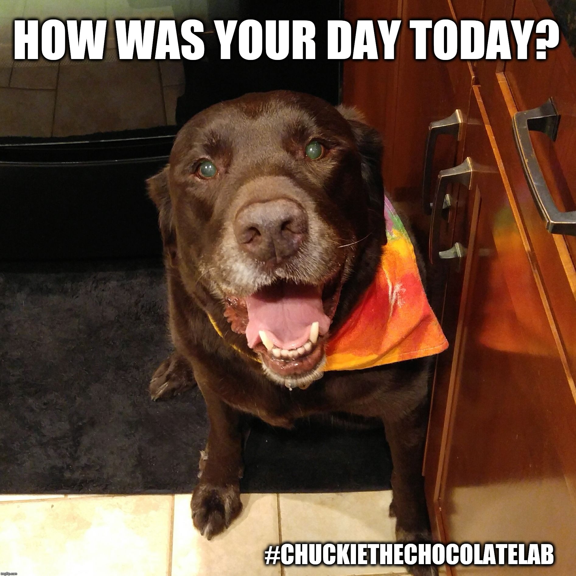 How was your day?  | HOW WAS YOUR DAY TODAY? #CHUCKIETHECHOCOLATELAB | image tagged in chuckie the chocolate lab teamchuckie,how was your day,dogs,memes,cute | made w/ Imgflip meme maker