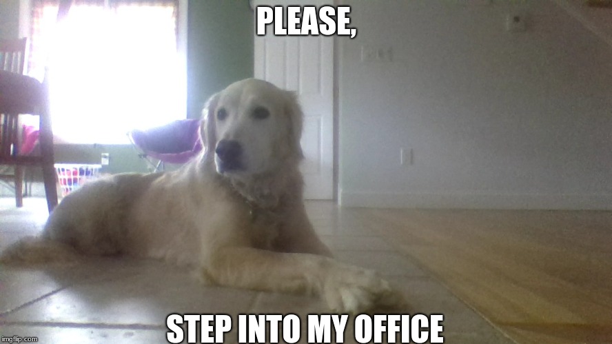 I hope it's pawsitive news | PLEASE, STEP INTO MY OFFICE | image tagged in dog,step into my office | made w/ Imgflip meme maker