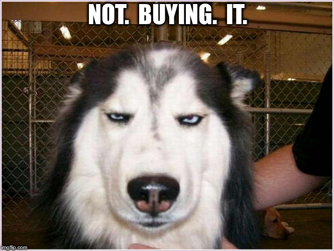 Dog is not buying it | NOT.  BUYING.  IT. | image tagged in dog is not buying it,not buying it,dog,not,buying,it | made w/ Imgflip meme maker