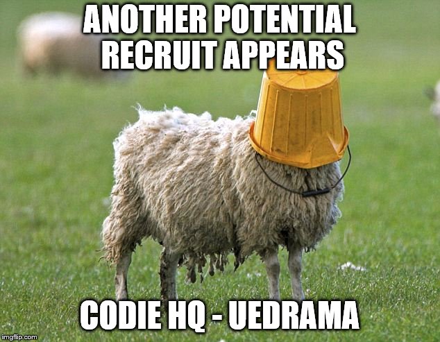 stupid sheep | ANOTHER POTENTIAL RECRUIT APPEARS; CODIE HQ - UEDRAMA | image tagged in stupid sheep | made w/ Imgflip meme maker