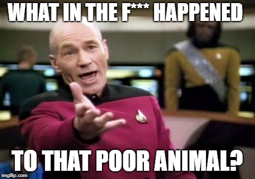 Picard Wtf Meme | WHAT IN THE F*** HAPPENED TO THAT POOR ANIMAL? | image tagged in memes,picard wtf | made w/ Imgflip meme maker