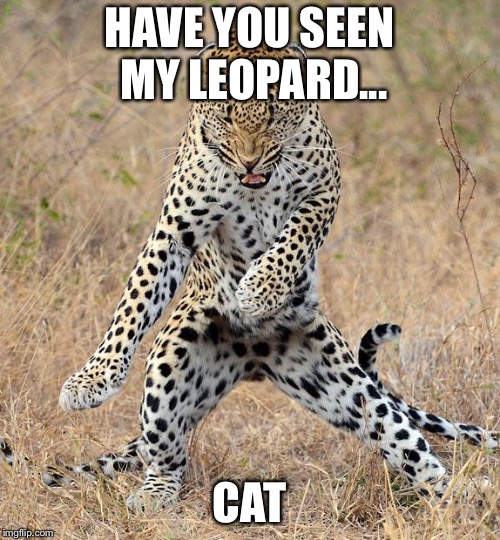 Leopard Dancing - Imgflip