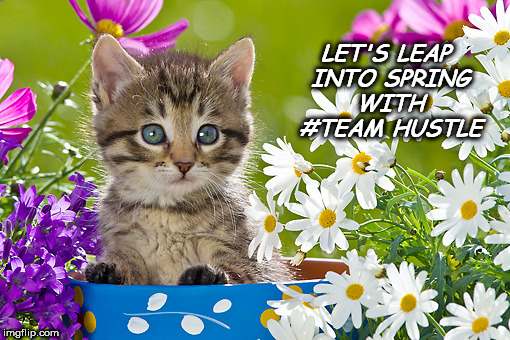 Spring Hustle Cat | LET'S LEAP INTO SPRING WITH #TEAM HUSTLE | image tagged in cat,spring,hustle | made w/ Imgflip meme maker