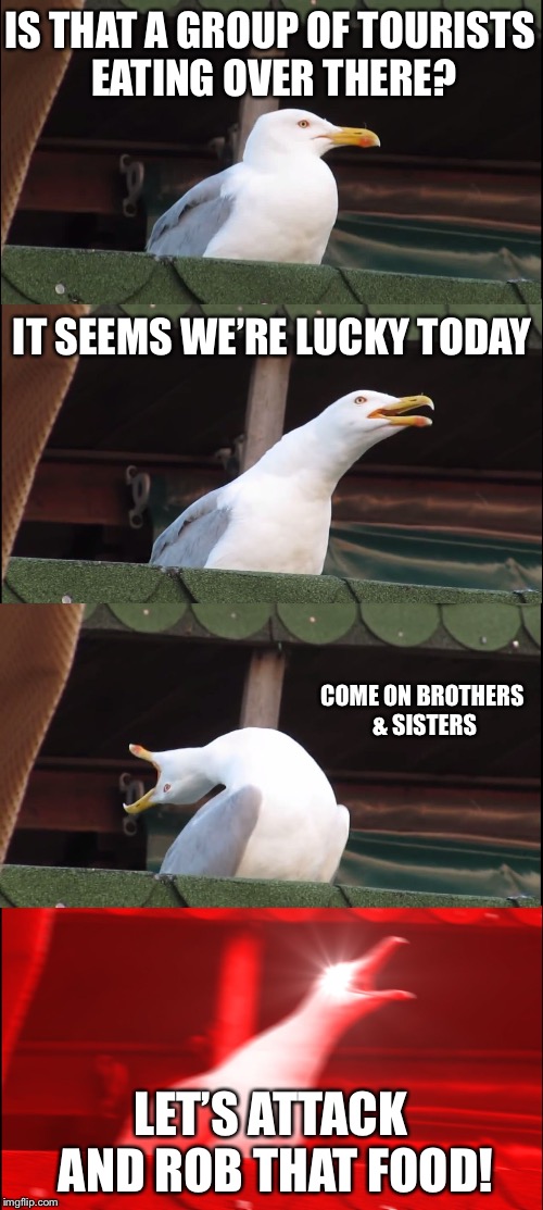 Inhaling Seagull | IS THAT A GROUP OF TOURISTS EATING OVER THERE? IT SEEMS WE’RE LUCKY TODAY; COME ON BROTHERS & SISTERS; LET’S ATTACK AND ROB THAT FOOD! | image tagged in memes,inhaling seagull | made w/ Imgflip meme maker