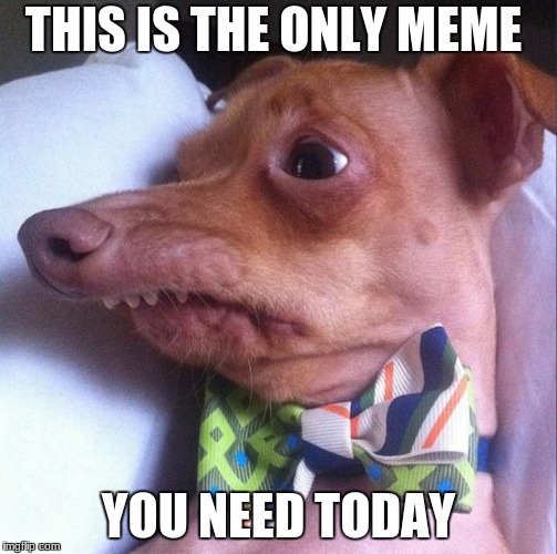 Happy dog week. Dog week May 1st to May 8th a Landon_the_memer and NikkoBellic event. | THIS IS THE ONLY MEME; YOU NEED TODAY | image tagged in nikkobellic,landon_the_memer,dog week,funny | made w/ Imgflip meme maker