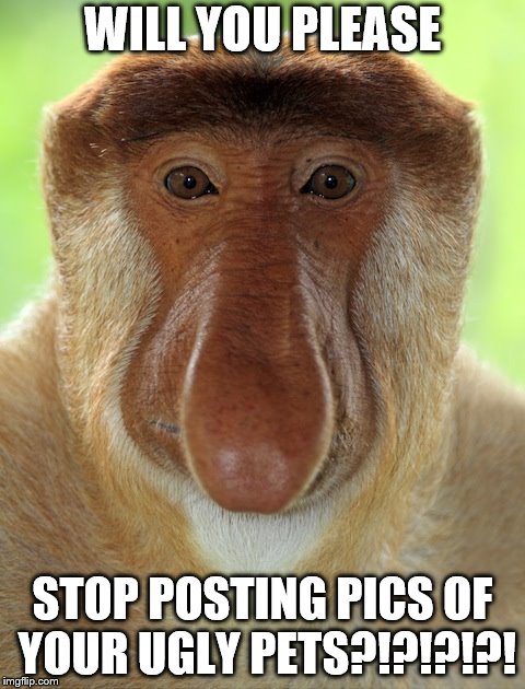 ugly animal | WILL YOU PLEASE; STOP POSTING PICS OF YOUR UGLY PETS?!?!?!?! | image tagged in ugly animal | made w/ Imgflip meme maker