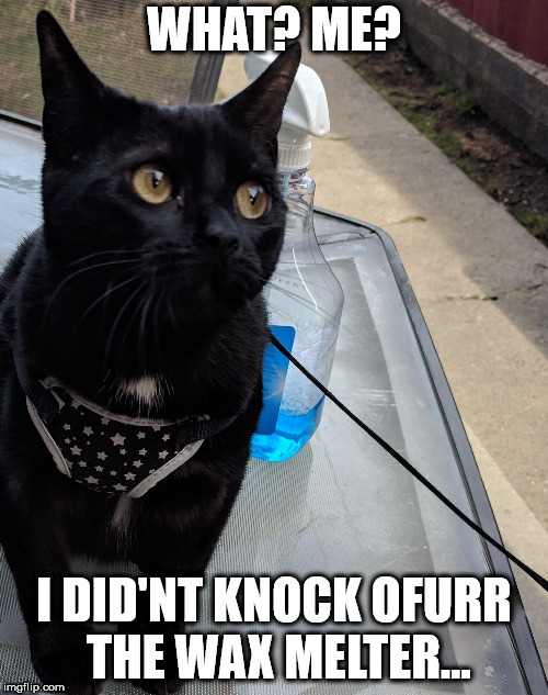 Innocent Murr | WHAT? ME? I DID'NT KNOCK OFURR THE WAX MELTER... | image tagged in innocent murr | made w/ Imgflip meme maker