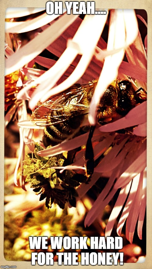 OH YEAH.... WE WORK HARD FOR THE HONEY! | made w/ Imgflip meme maker