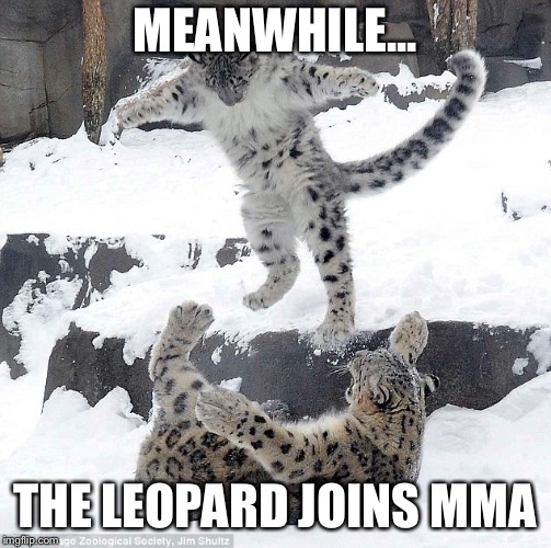 snow leopard | MEANWHILE... THE LEOPARD JOINS MMA | image tagged in snow leopard | made w/ Imgflip meme maker