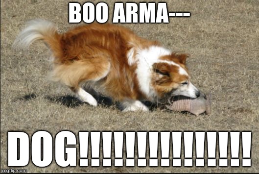 BOO ARMA---; DOG!!!!!!!!!!!!!!! | image tagged in redalphawolf | made w/ Imgflip meme maker