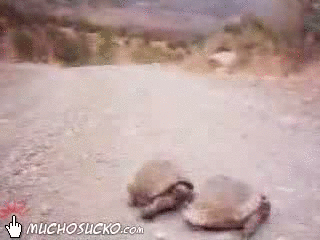 image tagged in gifs,funny,turtles | made w/ Imgflip gif maker