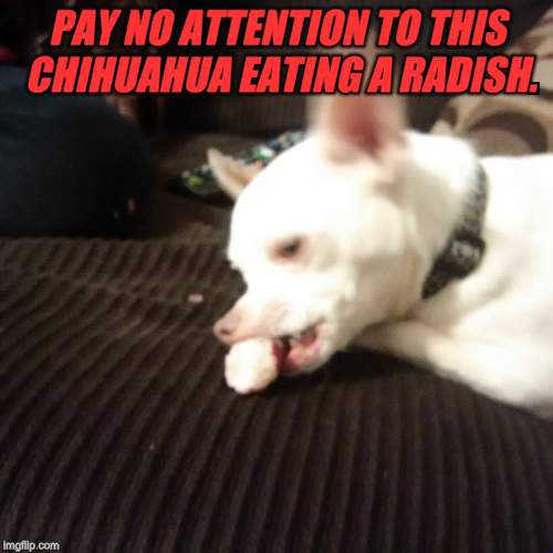 He's really working on his radish.(Dog week May 1-8, a Landon_the_memer and NikkoBellic event) | PAY NO ATTENTION TO THIS CHIHUAHUA EATING A RADISH. | image tagged in chihuahua eating a radish,nixieknox,dog week | made w/ Imgflip meme maker
