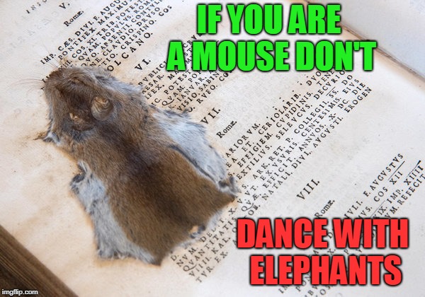 flat mouse | IF YOU ARE A MOUSE DON'T; DANCE WITH ELEPHANTS | image tagged in mouse trap | made w/ Imgflip meme maker