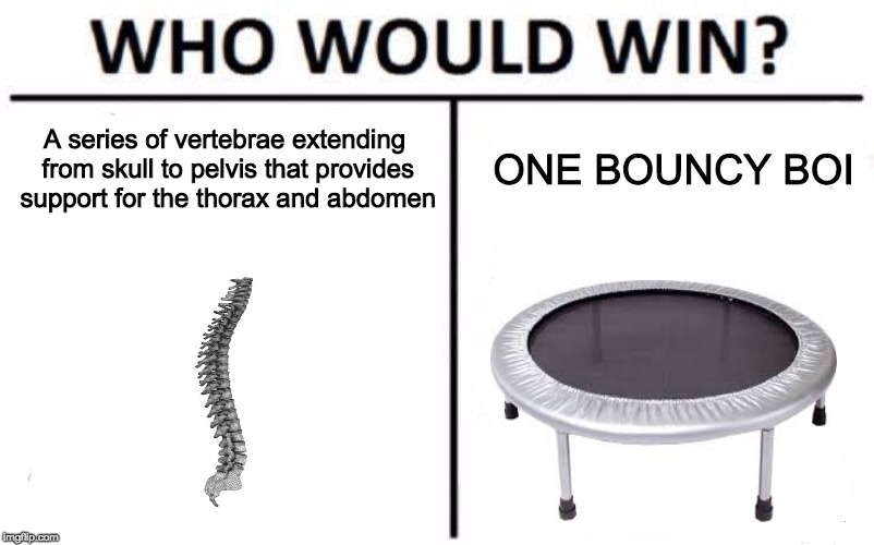 Who Would Win? Meme | A series of vertebrae extending from skull to pelvis that provides support for the thorax and abdomen; ONE BOUNCY BOI | image tagged in memes,who would win | made w/ Imgflip meme maker