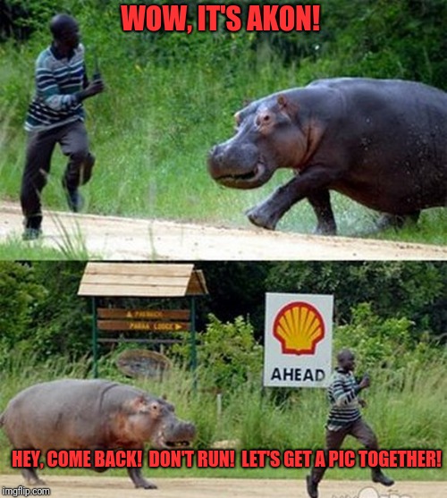 Friendly hippo | WOW, IT'S AKON! HEY, COME BACK!  DON'T RUN!  LET'S GET A PIC TOGETHER! | image tagged in memes,funny,dank,scary | made w/ Imgflip meme maker