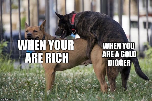 Dogs humping | WHEN YOUR ARE RICH; WHEN YOU ARE A GOLD DIGGER | image tagged in dogs humping | made w/ Imgflip meme maker