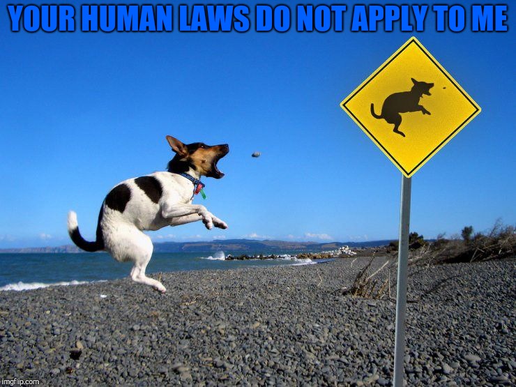 Dog week (don't remember the date or who made it)
 | YOUR HUMAN LAWS DO NOT APPLY TO ME | image tagged in dog week,memes | made w/ Imgflip meme maker