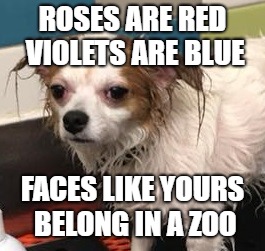 ROSES ARE RED VIOLETS ARE BLUE; FACES LIKE YOURS BELONG IN A ZOO | image tagged in grumpy dog | made w/ Imgflip meme maker