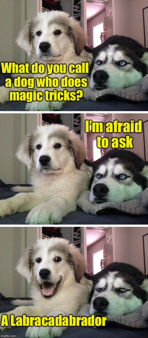 Dog week May 1st to May 8th a Landon_the_memer and NikkoBellic event | What do you call a dog who does magic tricks? I’m afraid to ask; A Labracadabrador | image tagged in bad pun dogs,memes,dog week | made w/ Imgflip meme maker