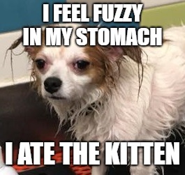 grumpy dog | I FEEL FUZZY IN MY STOMACH; I ATE THE KITTEN | image tagged in grumpy dog | made w/ Imgflip meme maker