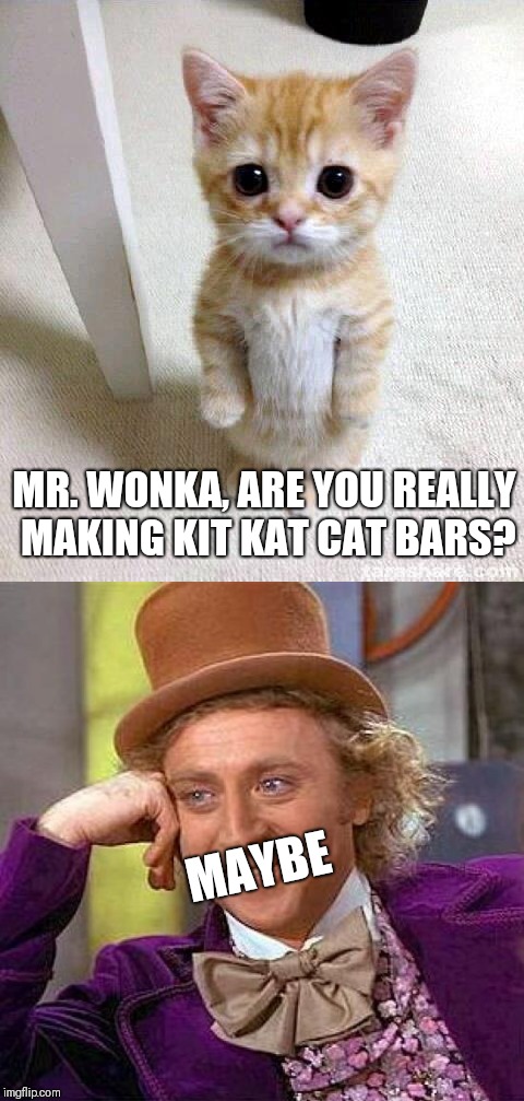 We know your secret | MR. WONKA, ARE YOU REALLY MAKING KIT KAT CAT BARS? MAYBE | image tagged in cute cat,creepy condescending wonka | made w/ Imgflip meme maker