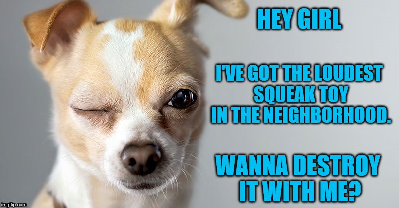 Dog week May 1-8, a Landon_the_memer and NikkoBellic event | HEY GIRL; I'VE GOT THE LOUDEST SQUEAK TOY IN THE NEIGHBORHOOD. WANNA DESTROY IT WITH ME? | image tagged in memes,dog week,dogs,flirt,squeak toy | made w/ Imgflip meme maker