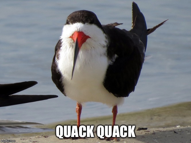 Even Less Popular Opinion Bird | QUACK QUACK | image tagged in even less popular opinion bird | made w/ Imgflip meme maker