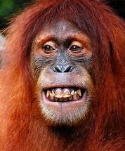 High Quality Orangutan  Blank Meme Template
