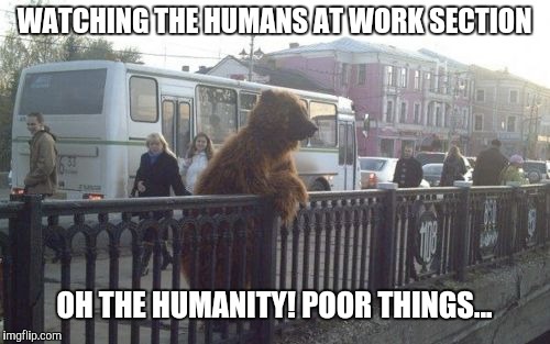 City Bear Meme | WATCHING THE HUMANS AT WORK SECTION; OH THE HUMANITY! POOR THINGS... | image tagged in memes,city bear | made w/ Imgflip meme maker