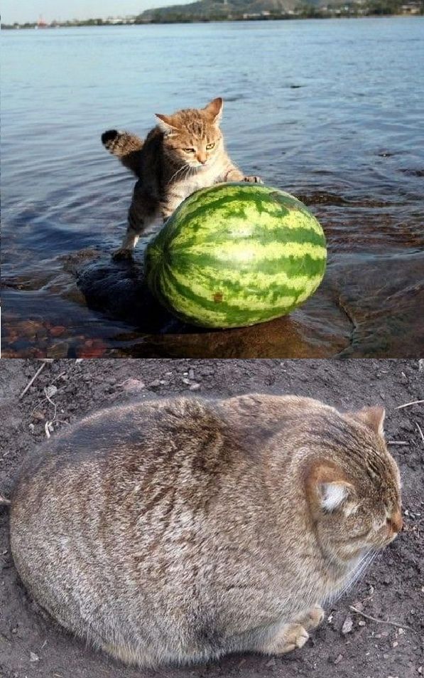 watermelon fat cat Blank Meme Template
