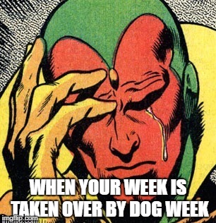Sorry Marvel, maybe next time. | WHEN YOUR WEEK IS TAKEN OVER BY DOG WEEK | image tagged in vision marvel  world problems,marvel week | made w/ Imgflip meme maker