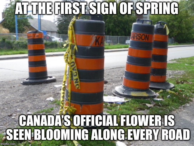 AT THE FIRST SIGN OF SPRING; CANADA’S OFFICIAL FLOWER IS SEEN BLOOMING ALONG EVERY ROAD | image tagged in spring,construction,traffic | made w/ Imgflip meme maker