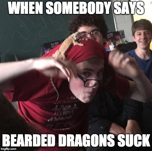 When somebody says something sucks | WHEN SOMEBODY SAYS; BEARDED DRAGONS SUCK | image tagged in triggered | made w/ Imgflip meme maker