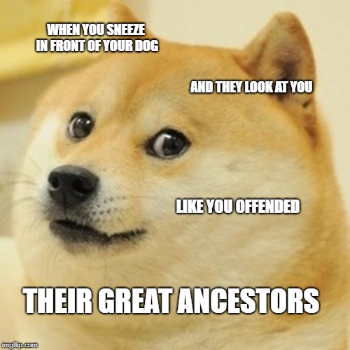 Doge Meme | WHEN YOU SNEEZE IN FRONT OF YOUR DOG; AND THEY LOOK AT YOU; LIKE YOU OFFENDED; THEIR GREAT ANCESTORS | image tagged in memes,doge | made w/ Imgflip meme maker