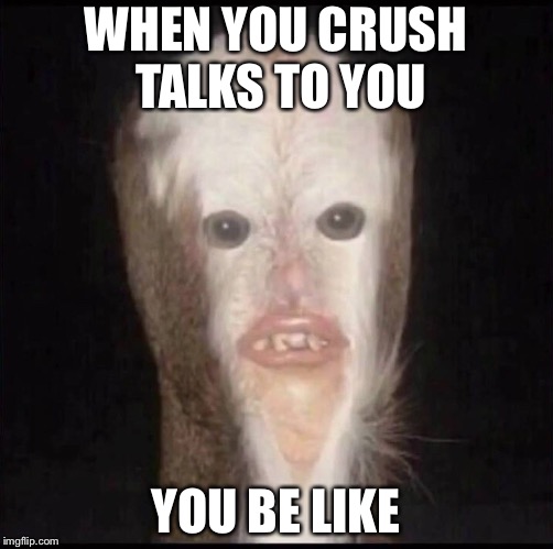 Idk  | WHEN YOU CRUSH TALKS TO YOU; YOU BE LIKE | image tagged in animal | made w/ Imgflip meme maker