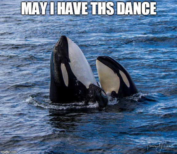 MAY I HAVE THS DANCE | made w/ Imgflip meme maker