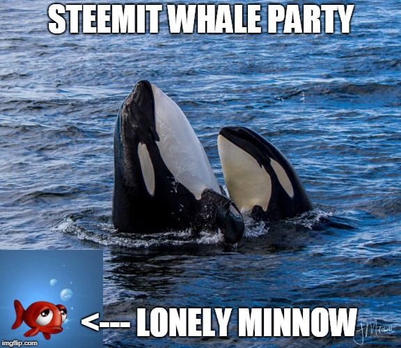 STEEMIT WHALE PARTY; <--- LONELY MINNOW | made w/ Imgflip meme maker