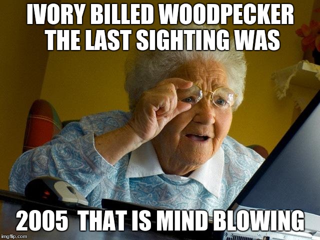 Grandma Finds The Internet | IVORY BILLED WOODPECKER THE LAST SIGHTING WAS; 2005 
THAT IS MIND BLOWING | image tagged in memes,grandma finds the internet | made w/ Imgflip meme maker