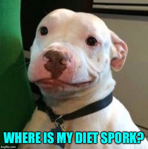 Awkward Dog | WHERE IS MY DIET SPORK? | image tagged in awkward dog | made w/ Imgflip meme maker
