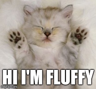Need a Hug?! | HI I'M FLUFFY | image tagged in cute cat,kitten,fluffy,comfort,funny cats,cats | made w/ Imgflip meme maker
