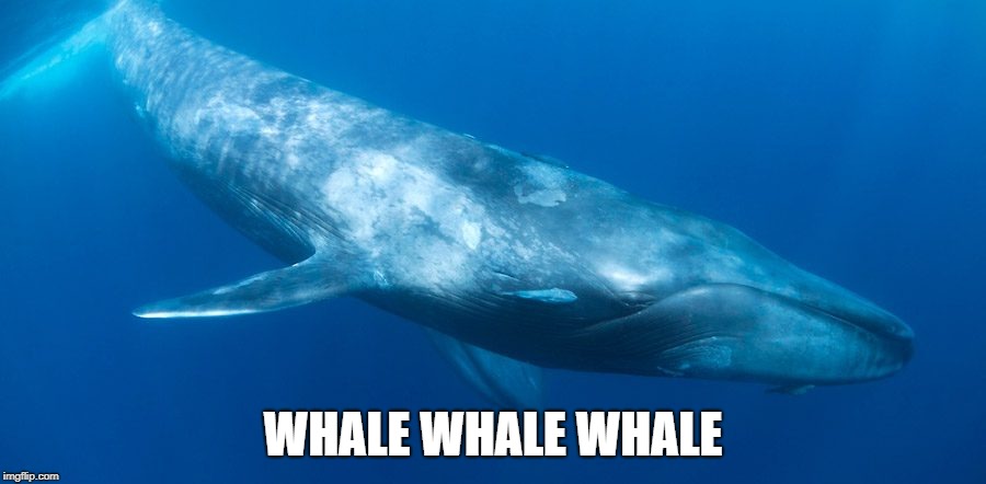 Blue Whale | WHALE WHALE WHALE | image tagged in blue whale | made w/ Imgflip meme maker