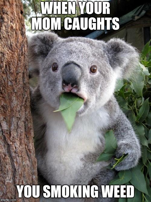 Surprised Koala Meme | WHEN YOUR MOM CAUGHTS; YOU SMOKING WEED | image tagged in memes,surprised koala | made w/ Imgflip meme maker
