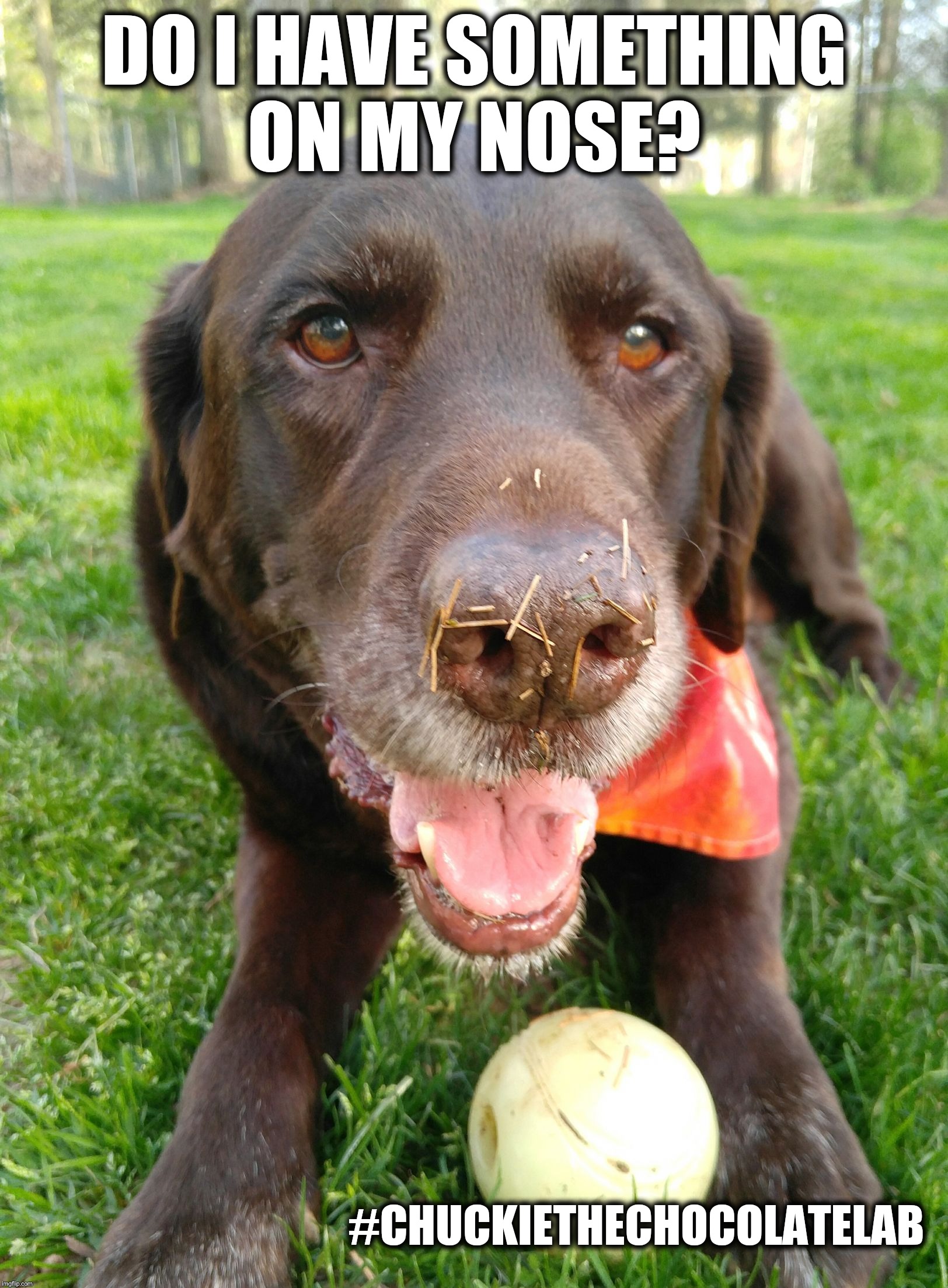 DO I HAVE SOMETHING ON MY NOSE? #CHUCKIETHECHOCOLATELAB | image tagged in chuckie the chocolate lab teamchuckie | made w/ Imgflip meme maker